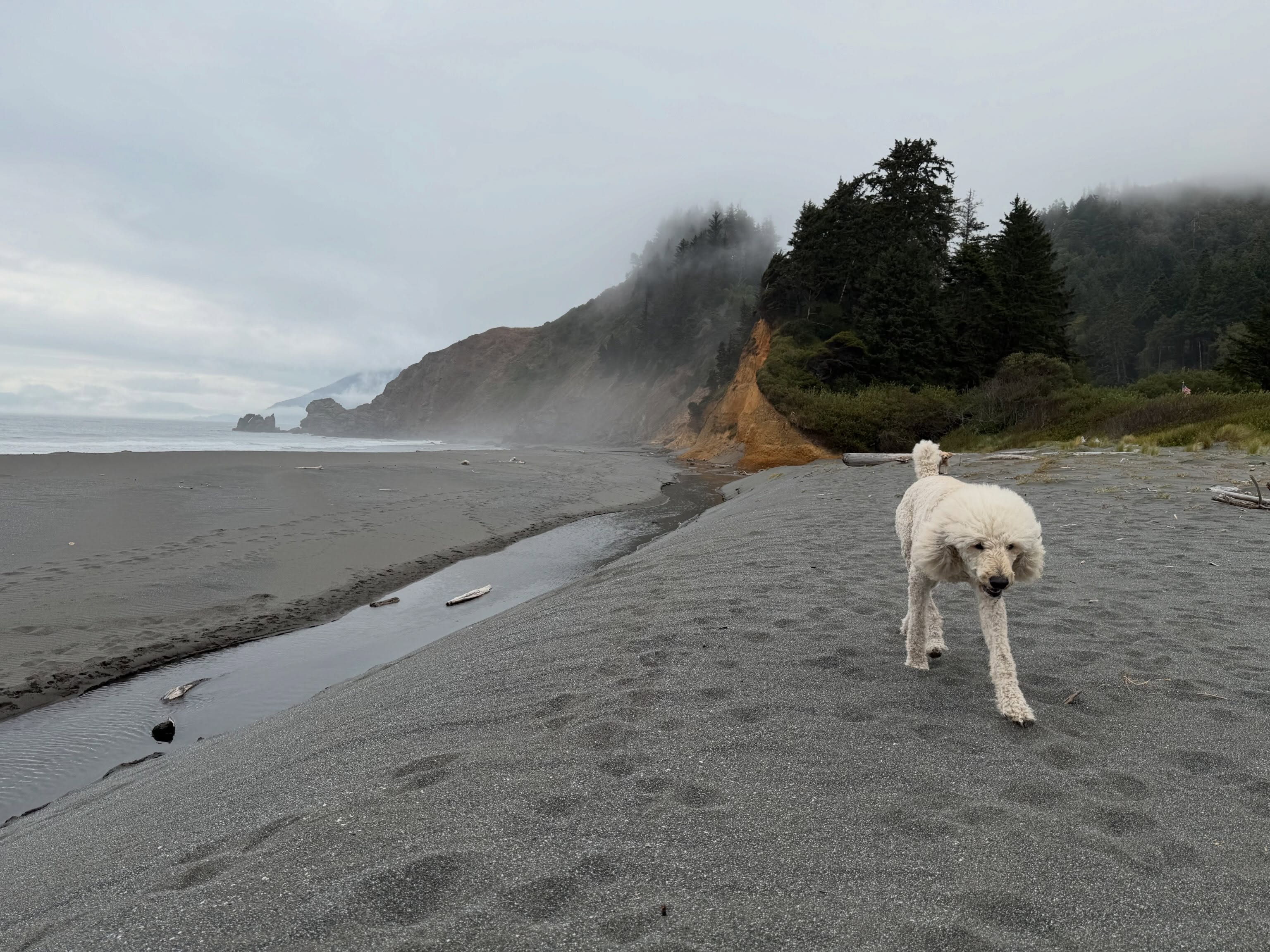 Two white standard poodles on a misty Oregon beach